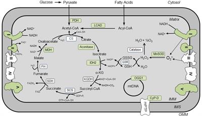 Acetylation of Mitochondrial Proteins in the Heart: The Role of SIRT3